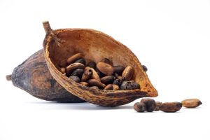 Cocoa pods and cocoa beans and cacao powder with leaves on white background, Flat lay. Food concept. Macro concept